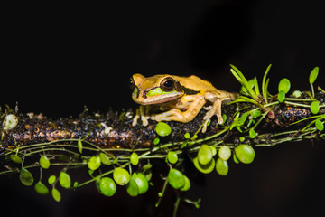 Masked Tree Frog, Smilisca phaeota, Costa Rica 