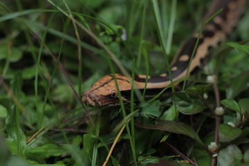 Blood Python (Python curtis ) commonly known as short-tailed python, a nonvenomous snake.