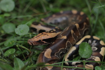 Blood Python (Python curtis ) commonly known as short-tailed python, a nonvenomous snake.