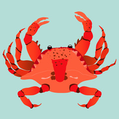 Red crab modern hand-drawn illustration. Trendy isolated vector design on a pastel green background. Red vibrant crab top-down view. Seafood and shellfish concept. 