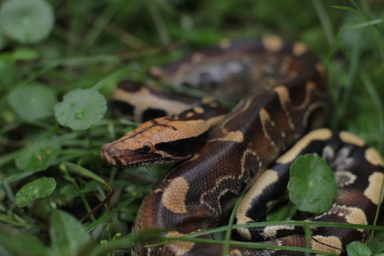 Blood Python (Python curtis ) commonly known as short-tailed python, a nonvenomous snake.
