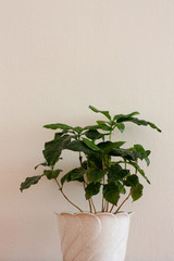 A green Arabica coffee houseplant against white background