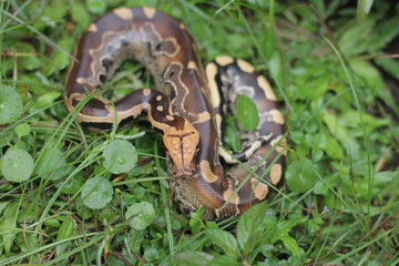 Blood Python (Python curtis ) commonly known as short-tailed python, a nonvenomous snake.