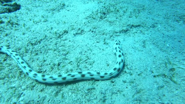 Tiger snake eel is hunting in Red sea