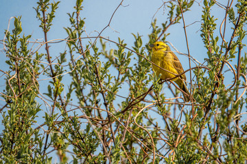 yellowhammer sitting in a bush and the sky is blue