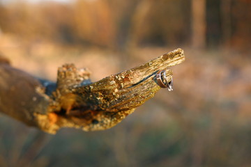 Gold wedding rings on an old tree branch