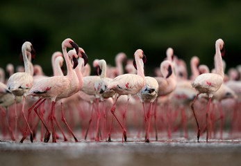 Beautiful pink Lesser Flamingos