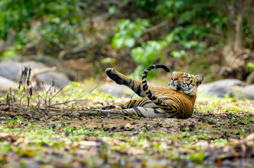 Royal Bengal Tiger