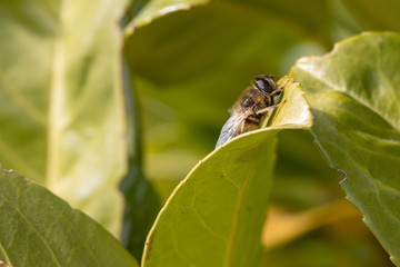 Fototapeta premium close-up of a honeybee resting on a green leaf