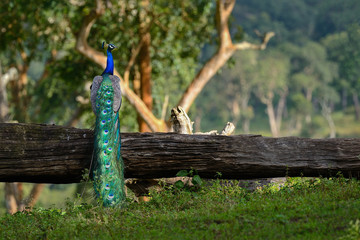 Fototapeta premium Indian Peafowl