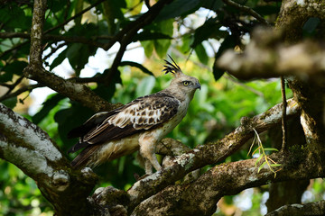Fototapeta premium Crested hawk Eagle