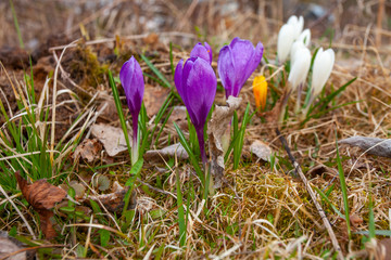 small crocus flower grow on field with old and new grass