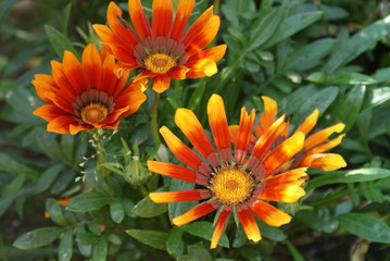 orange dahlia flower