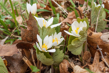 Bloodroot blossoms wrapped in their leaves.