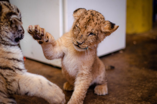 Photo of a lion cub raising its paw playing with a tiger cub