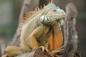 Iguana  is a genus of herbivorous lizards that are native to tropical areas of Mexico, Central America, South America, and the Caribbean. 