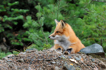 Naklejka na ściany i meble Red fox in forest
