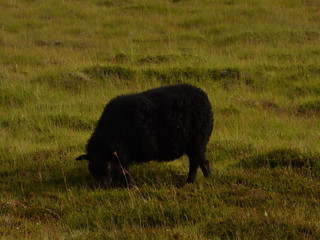 czarna owca