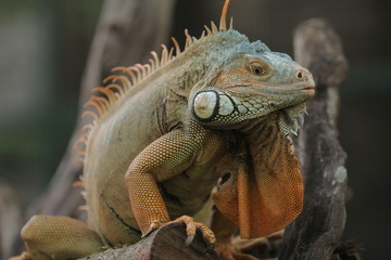 Iguana  is a genus of herbivorous lizards that are native to tropical areas of Mexico, Central...