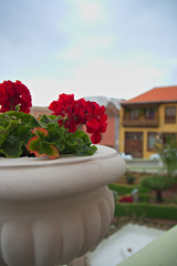 Close-up of a pot with blooming geraniums in a park overlooking the city