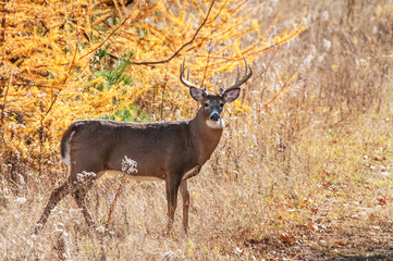 Large Buck Whitetailed deer in woods Apsley Ontario Canada