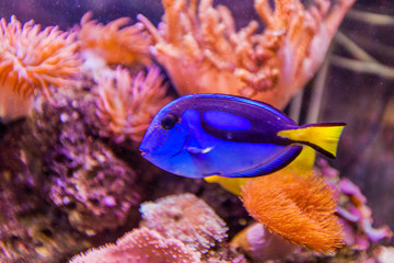 Marine aquarium tropical fish