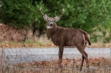 Naklejka na ściany i meble Large Buck Whitetailed deer in woods Apsley Ontario Canada
