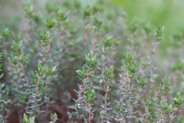 Pflanzen spriessen im Frühling