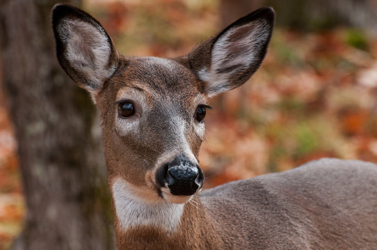 Female deer deals
