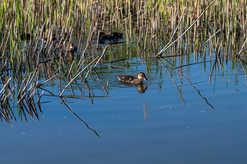 Two week old mallard ducklings swimming amongst reeds in spring sunshine