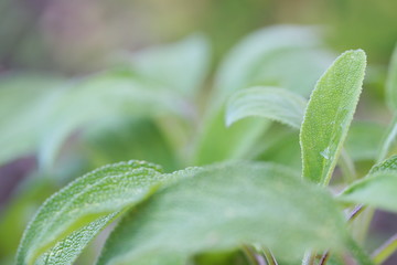 Pflanzen spriessen im Frühling