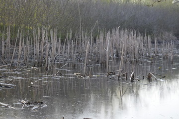 Muddy and dirty river, water hazardous to health, environmental pollution. Around the dry trees and reeds.