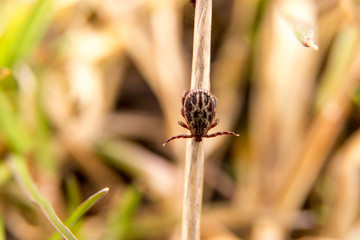 CLosep view of tick in the forest near grass