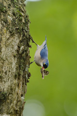 Velvet fronted nuthatch with kill 