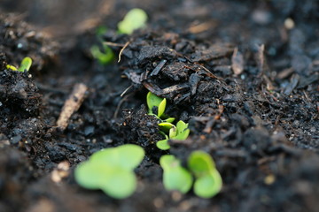 Pflanzen spriessen im Frühling