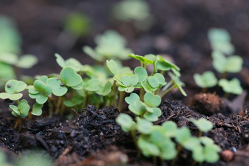 Pflanzen spriessen im Frühling