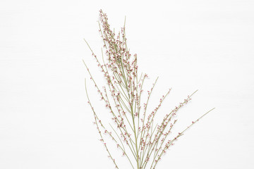 Plant branch with flowers on the white background.