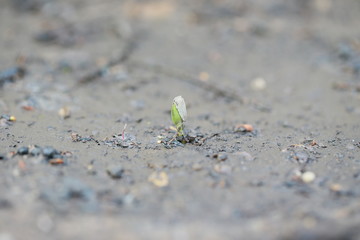Pflanzen spriessen im Frühling