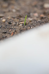 Pflanzen spriessen im Frühling