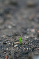 Pflanzen spriessen im Frühling