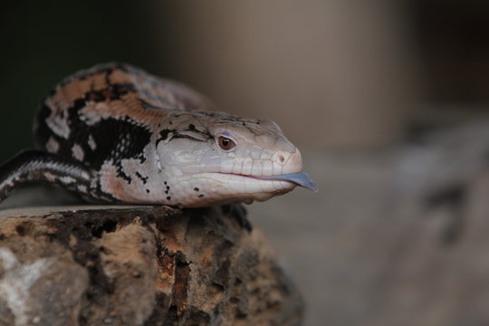 They are commonly called blue-tongued lizards or simply blue-tongues  in Australia.