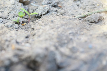Pflanzen spriessen im Frühling