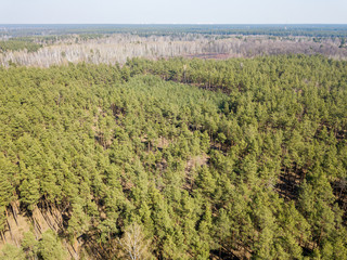 Pine forest in sunny weather in spring. Aerial drone view.