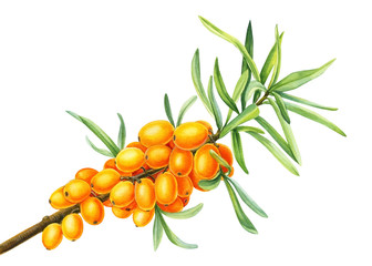 Watercolor of orange berries, Sea-buckthorn branch on an isolated white background,  hand drawing, botanical painting