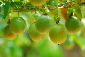 lots of raw and fresh passion fruit on the tree, passion fruit farm