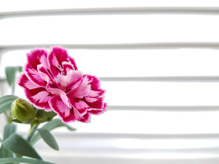 carnation in front of horizontal window lines