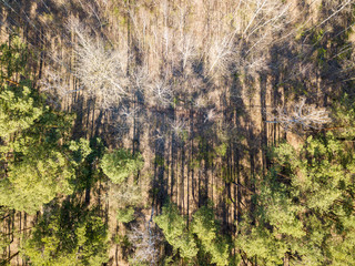 Pine forest in sunny weather in spring. Aerial drone view.