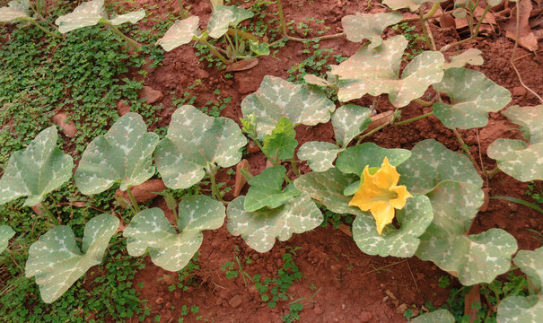 Flor de Auyama