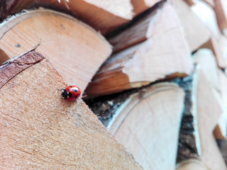 Little red ladybug sitting on a birch log