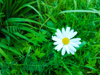 White blooming daisy in the garden on a background of lush, green grass